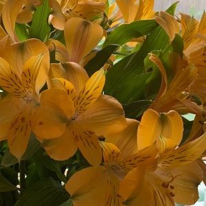 Meet your Posher, Lynne